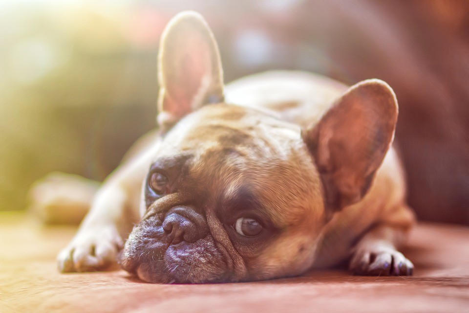 ¿Listo para adoptar una mascota?