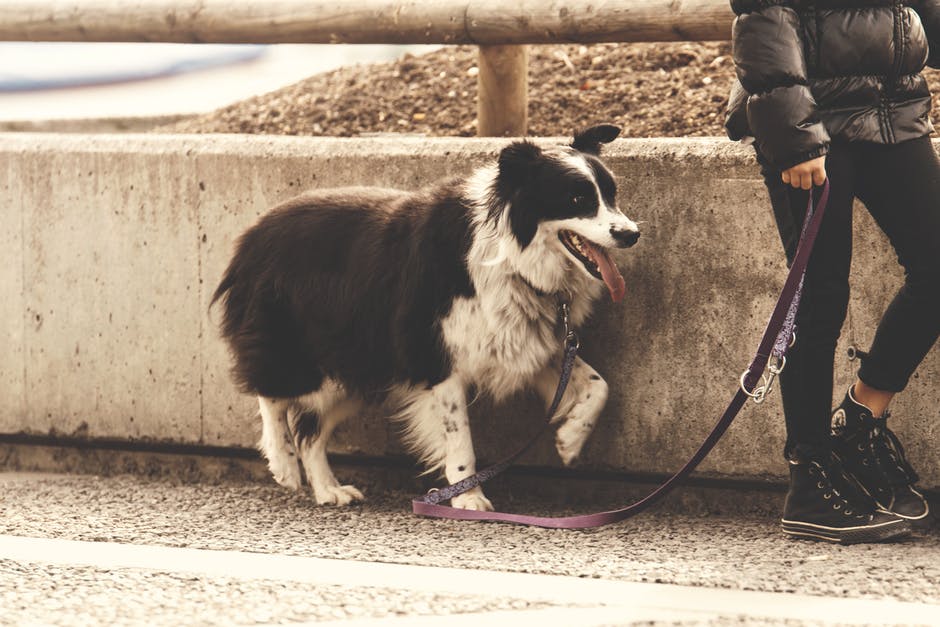 Consejos para sacar a pasear a tu perro