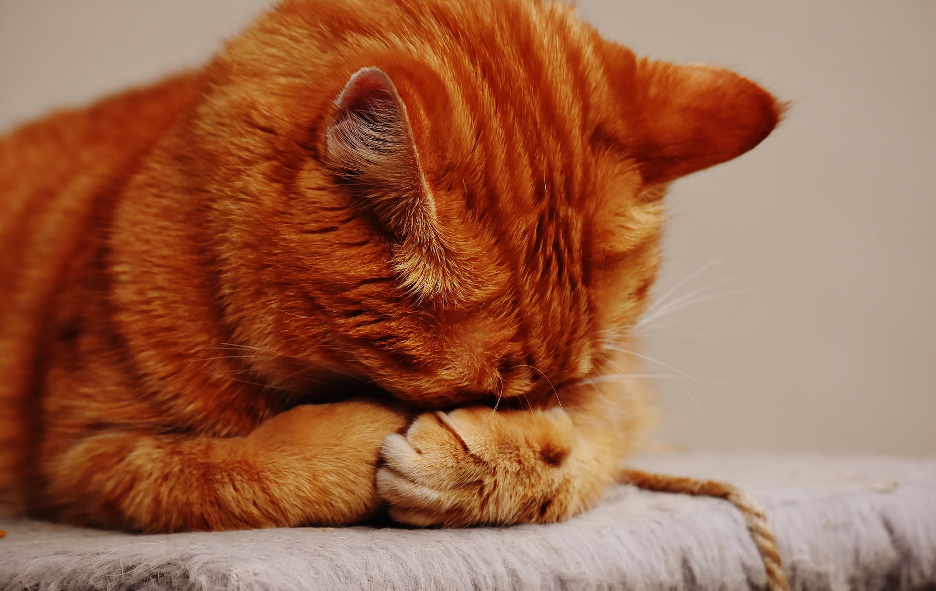 Reivindicando al gato: razas de gato más amigables