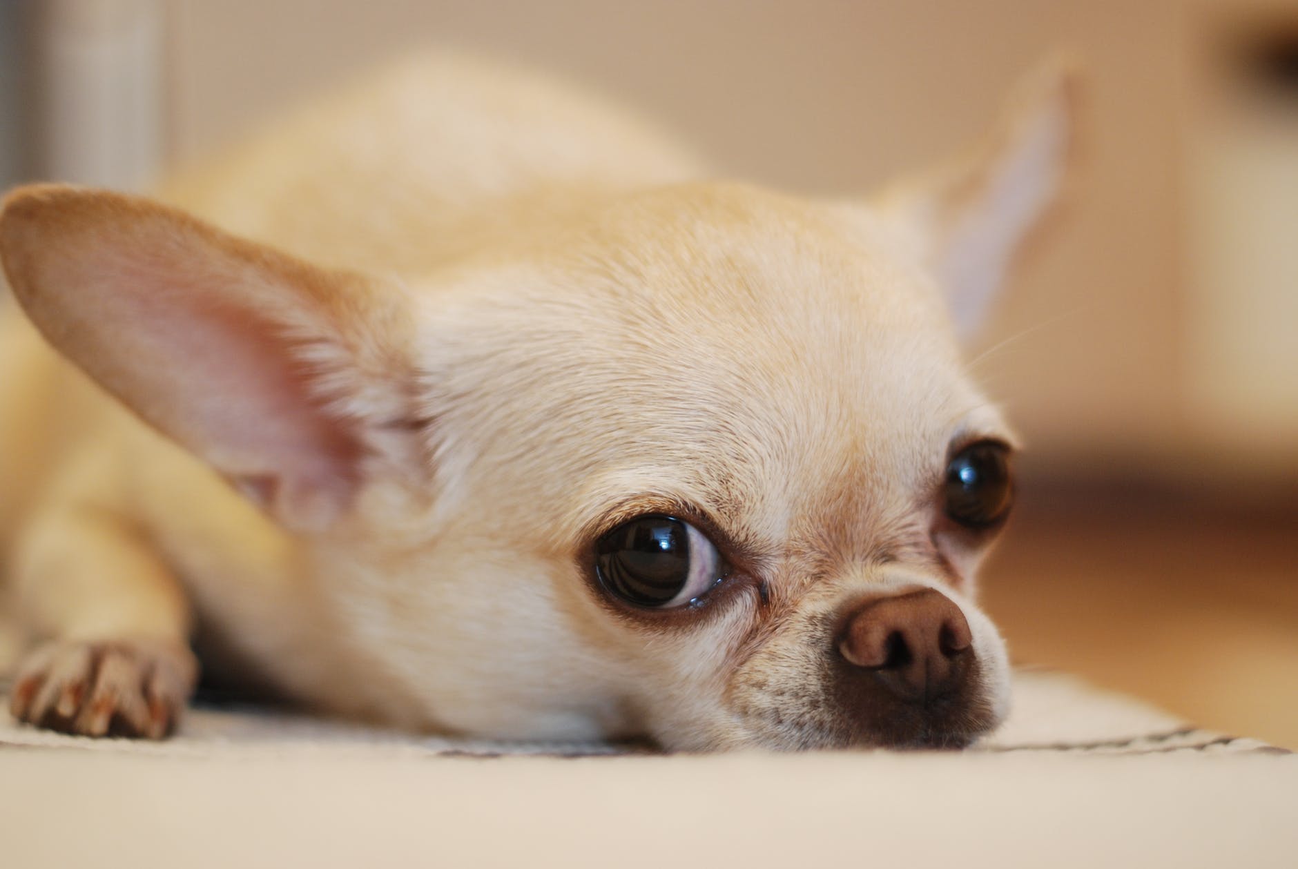 Los 3 padecimientos más comunes de los perros de raza pequeña y cómo evitarlos