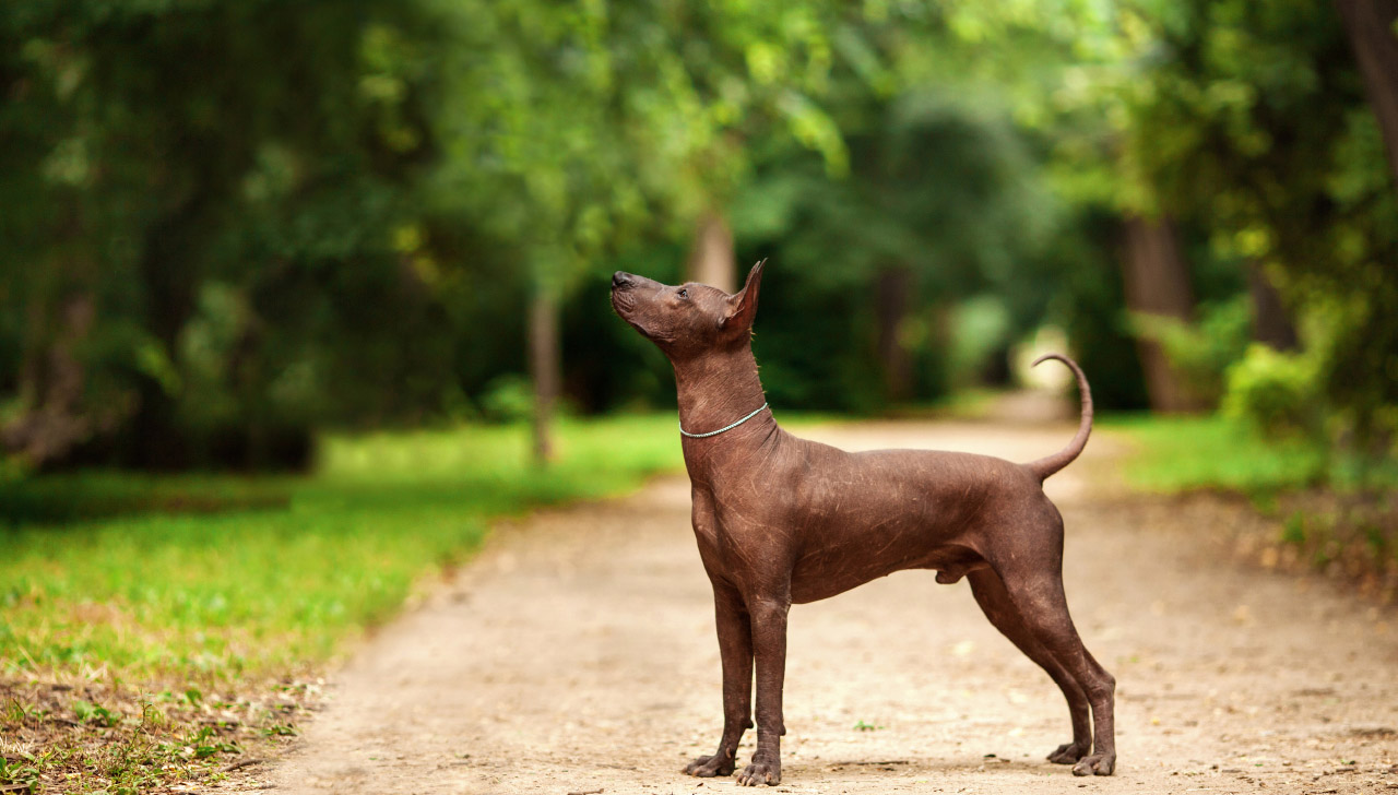 ¿Sabías que el Xoloitzcuintle necesita cuidados especiales para proteger su piel?