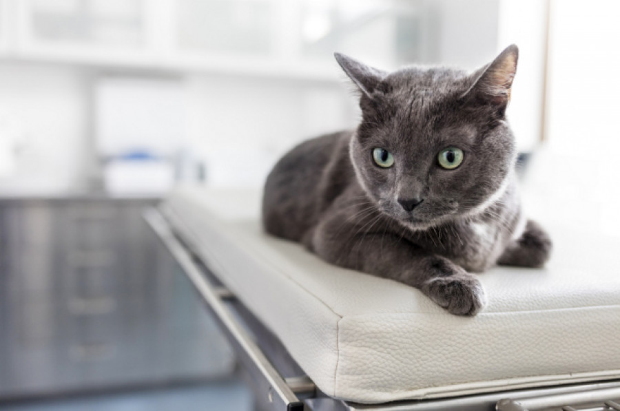 ¿Cómo cuidar la salud de tu gato durante el año?
