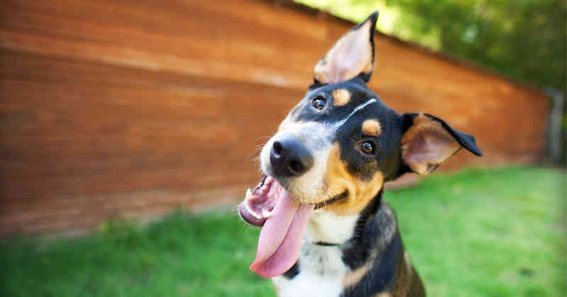 Tips para sacarle una sonrisa natural a tu perro