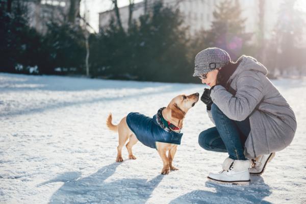 Consejos para entrenar con tu perro en época de frío