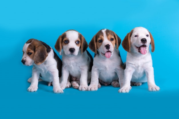 ¿Cómo comenzar a entrenar a tu cachorro?