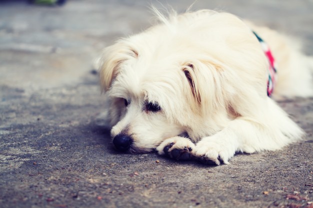 ¿Te preocupa lo que pasará con tu perro cuando regreses a la “nueva normalidad”?